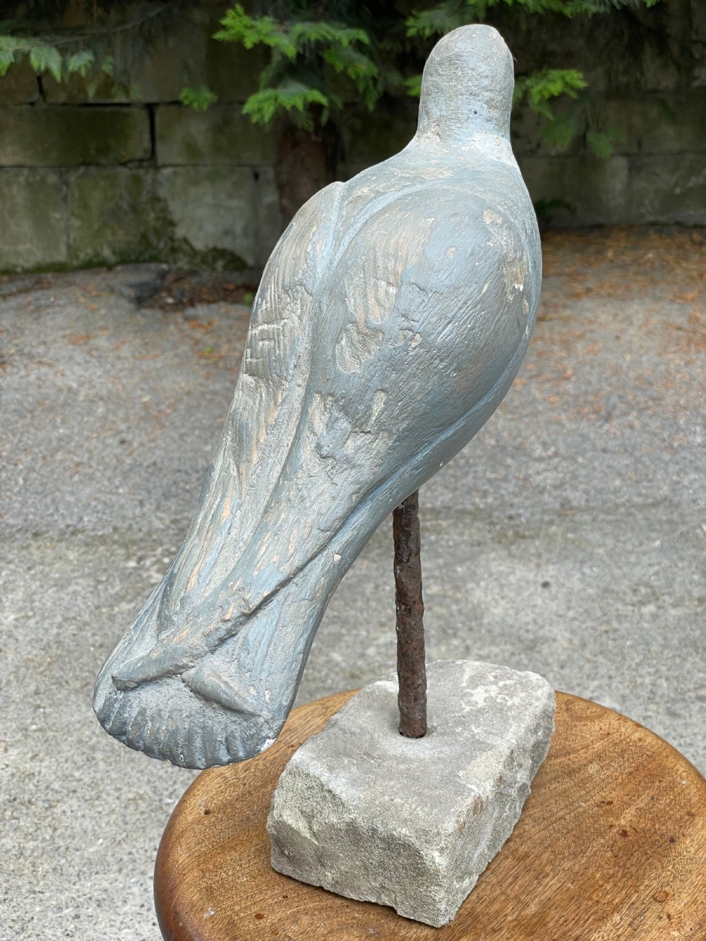 Beautiful Decoy Pigeon View VII