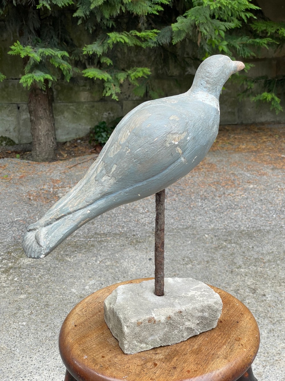 Beautiful Decoy Pigeon View VIII
