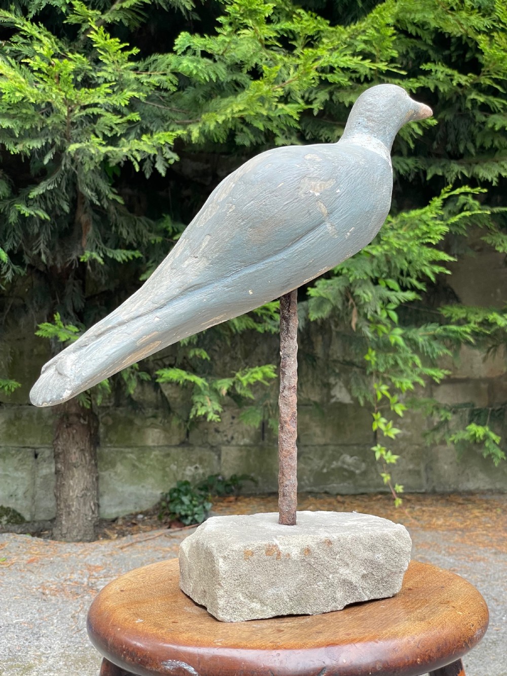 Beautiful Decoy Pigeon View IX