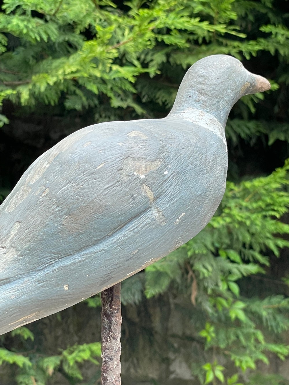 Beautiful Decoy Pigeon View X