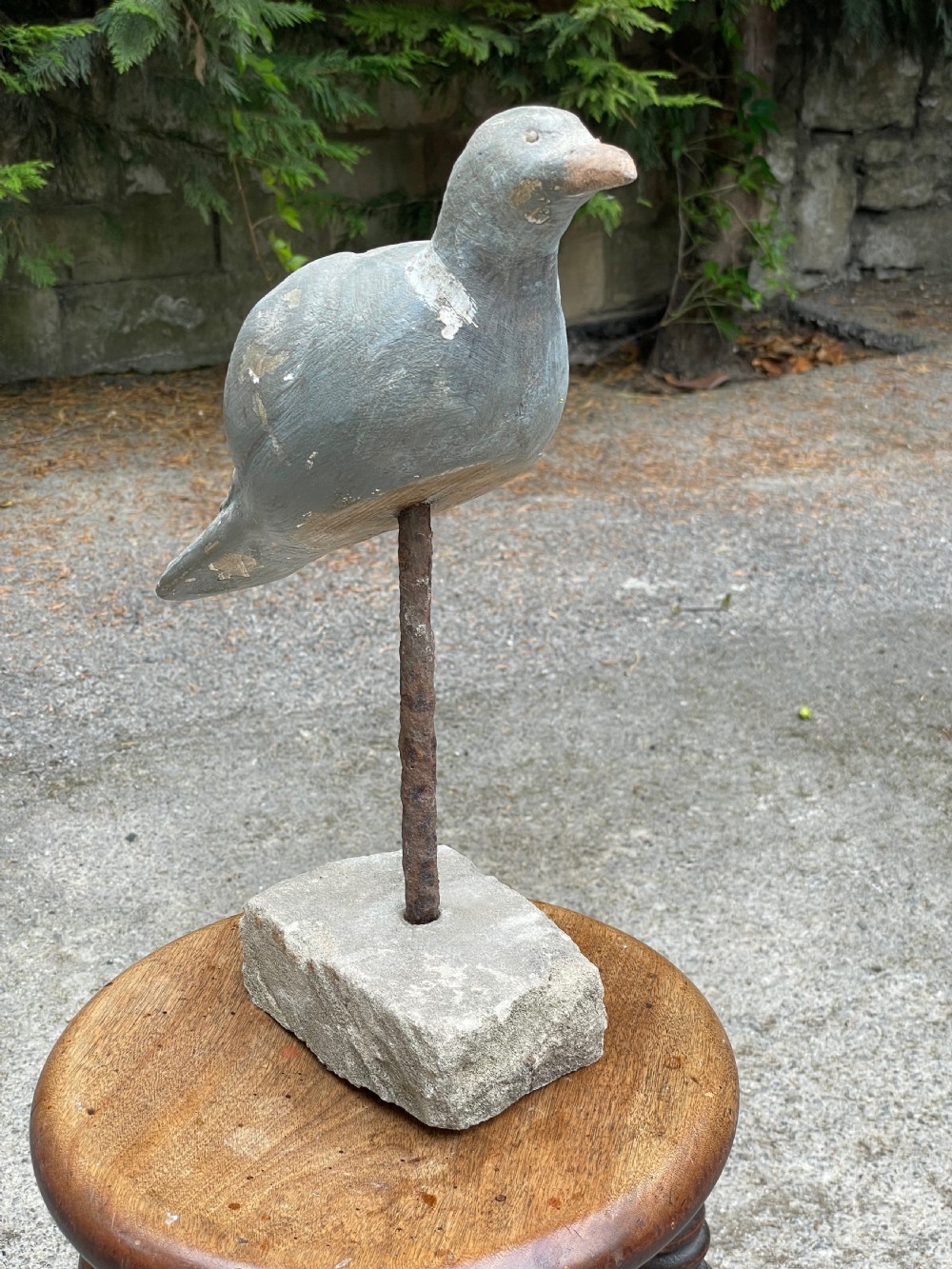 Beautiful Decoy Pigeon View XI