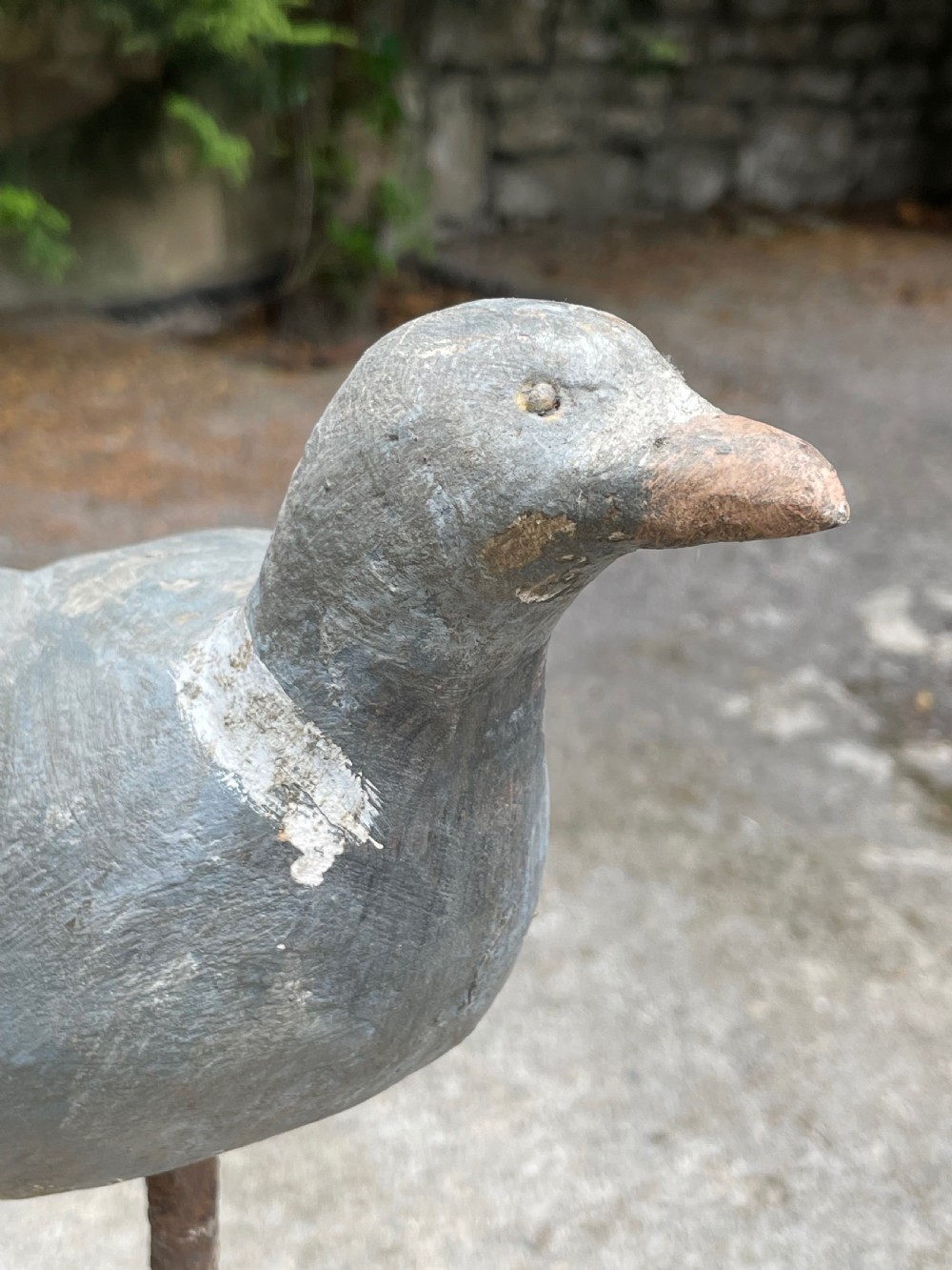 Beautiful Decoy Pigeon View XII