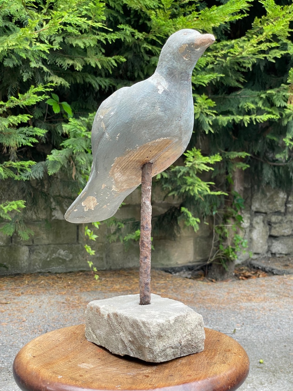 Beautiful Decoy Pigeon View XIII