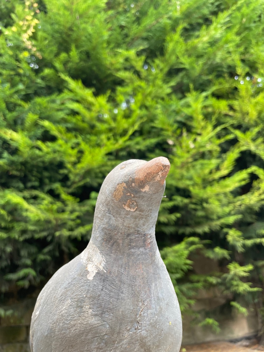 Beautiful Decoy Pigeon View XV