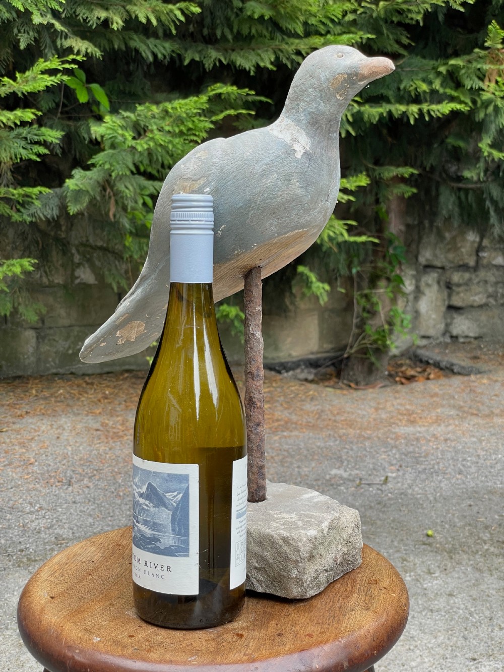 Beautiful Decoy Pigeon View XVI