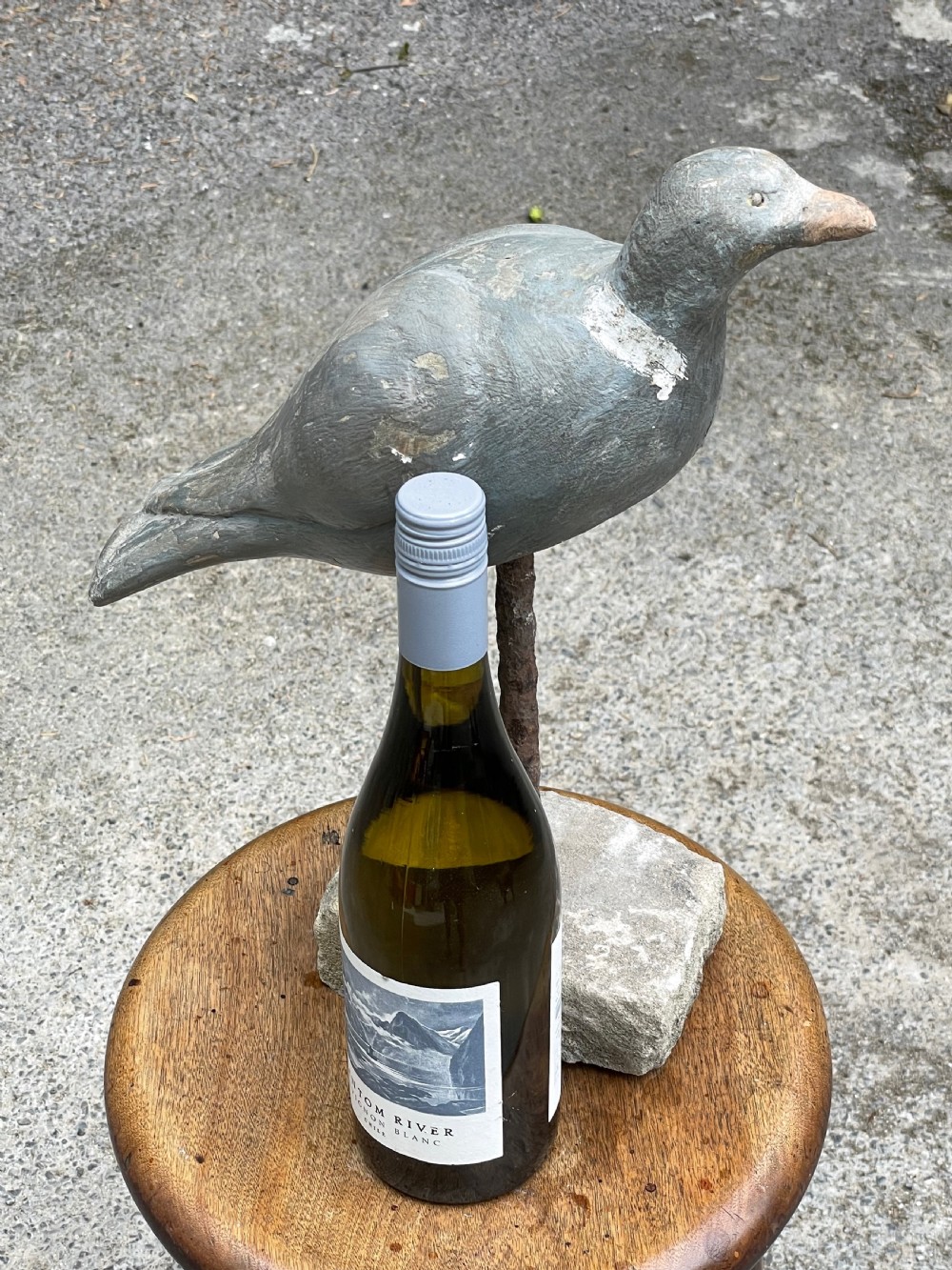 Beautiful Decoy Pigeon View XVII
