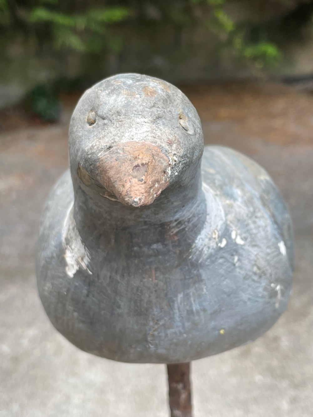 Beautiful Decoy Pigeon View XVIII