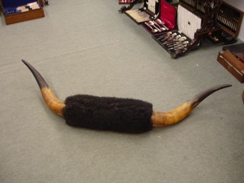 Large Pair of Victorian Bull Horns