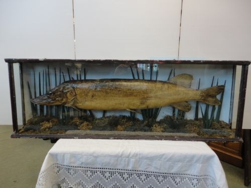 Stuffed Pike in Case