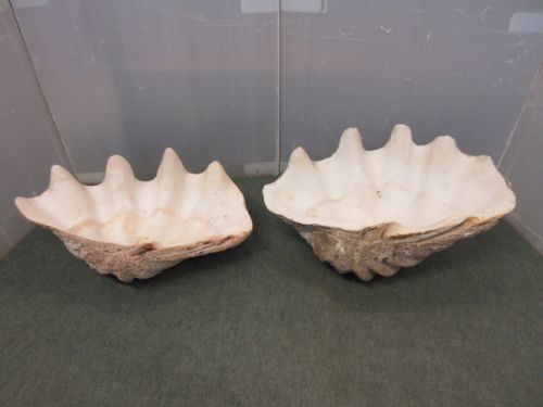 2 Giant Pacific Clam Shells