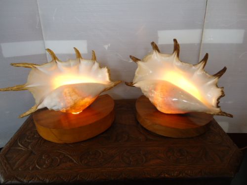 2 Similar Shell Lamps