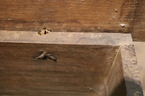 TUDORPERIOD WELSH OAK CARVED CHEST OR COFFER CIRCA 1560 - ADDITIONAL PHOTO 7