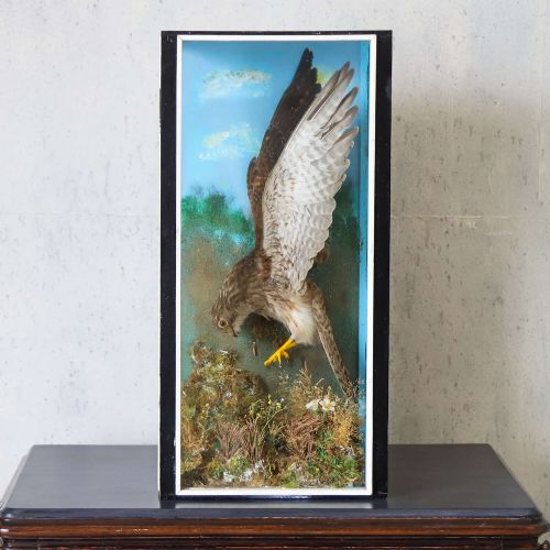 EARLY 20THCENTURY TAXIDERMY KESTREL DIORAMA IN PAINTED CASE ENGLAND CIRCA 1930 - ADDITIONAL PHOTO 1