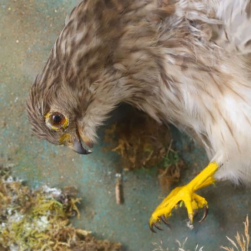 EARLY 20THCENTURY TAXIDERMY KESTREL DIORAMA IN PAINTED CASE ENGLAND CIRCA 1930 - ADDITIONAL PHOTO 5