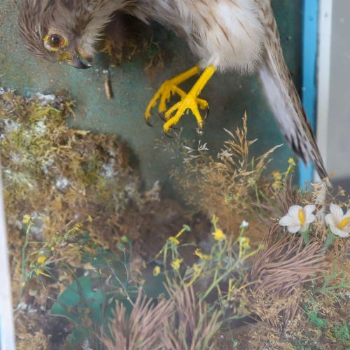 EARLY 20THCENTURY TAXIDERMY KESTREL DIORAMA IN PAINTED CASE ENGLAND CIRCA 1930 - ADDITIONAL PHOTO 7