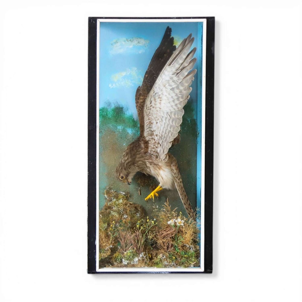 A glazed rectangular black frame enclosing a taxidermy kestrel in a landing posture above naturalistic ground vegetation with a painted blue sky backdrop.