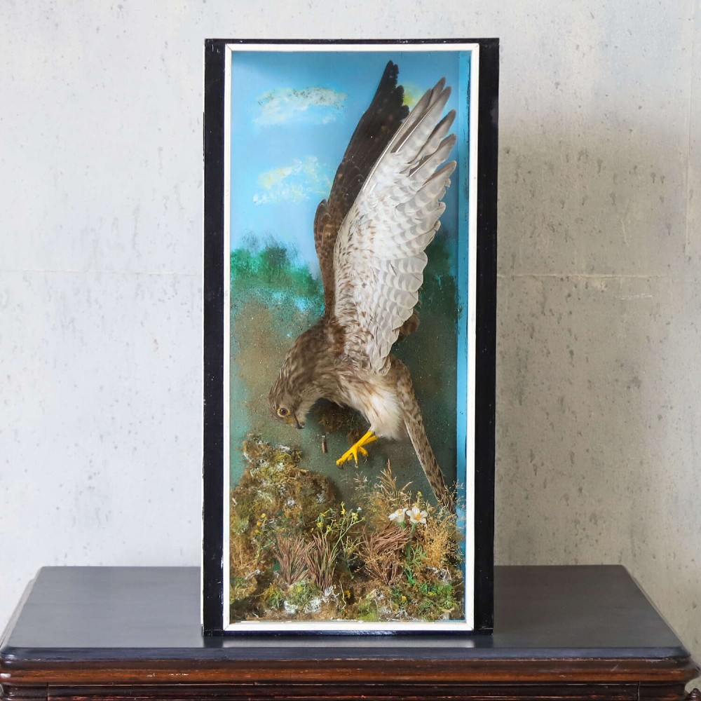 A glazed rectangular black frame enclosing a taxidermy kestrel in a landing posture above naturalistic ground vegetation with a painted blue sky backdrop. View II