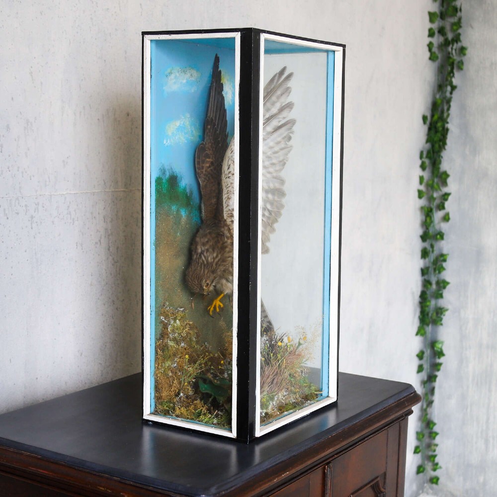 A glazed rectangular black frame enclosing a taxidermy kestrel in a landing posture above naturalistic ground vegetation with a painted blue sky backdrop. View III