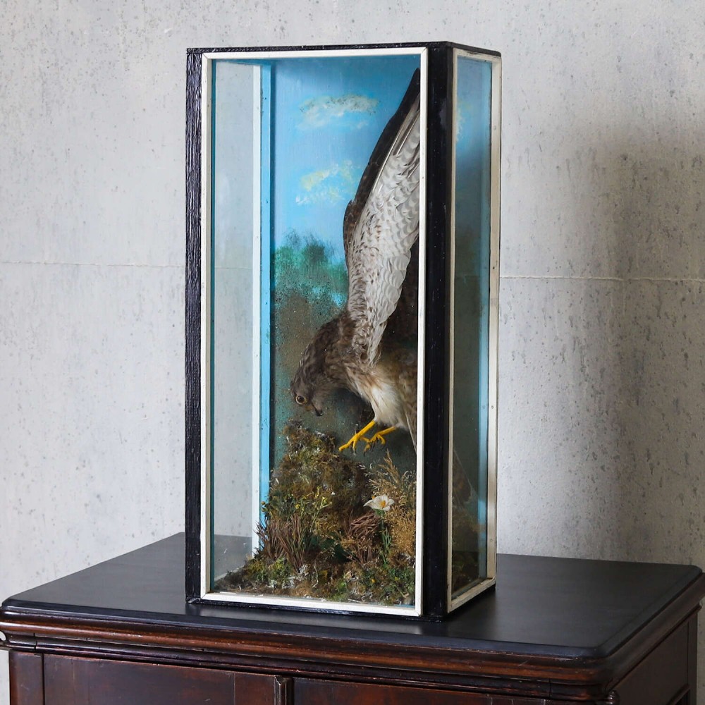 A glazed rectangular black frame enclosing a taxidermy kestrel in a landing posture above naturalistic ground vegetation with a painted blue sky backdrop. View IV