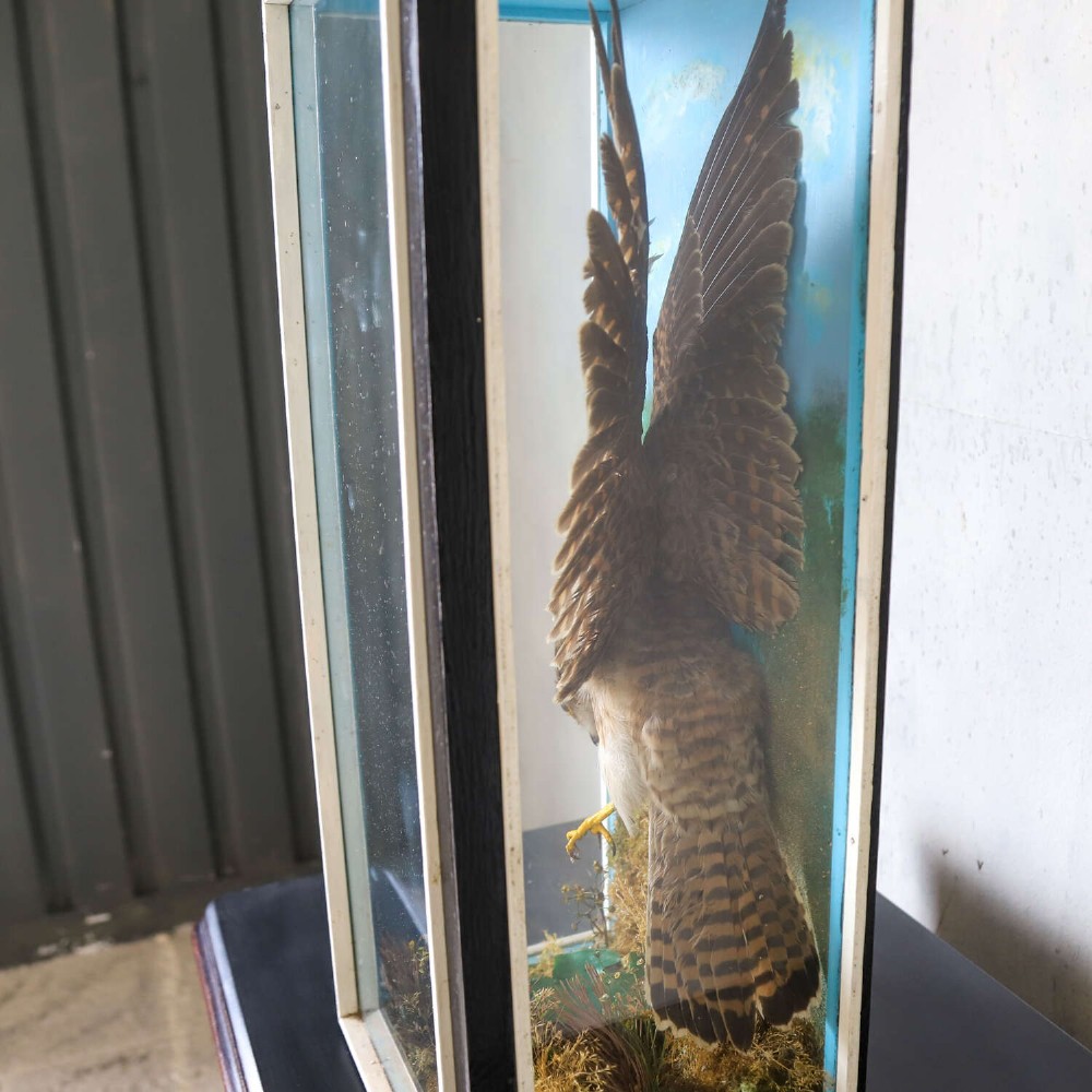 A glazed rectangular black frame enclosing a taxidermy kestrel in a landing posture above naturalistic ground vegetation with a painted blue sky backdrop. View V