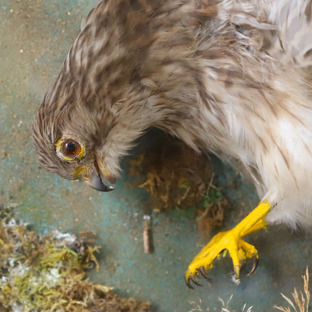 A glazed rectangular black frame enclosing a taxidermy kestrel in a landing posture above naturalistic ground vegetation with a painted blue sky backdrop. View VI