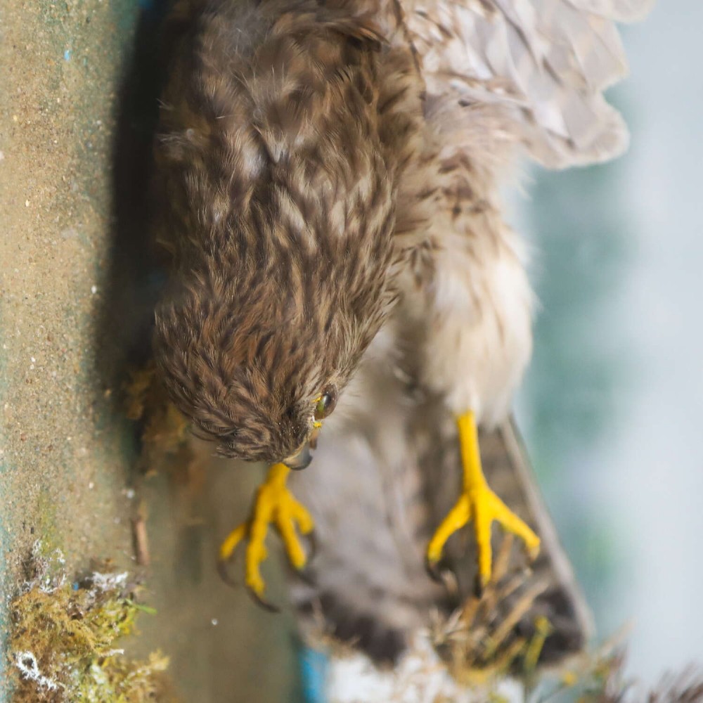 A glazed rectangular black frame enclosing a taxidermy kestrel in a landing posture above naturalistic ground vegetation with a painted blue sky backdrop. View VII