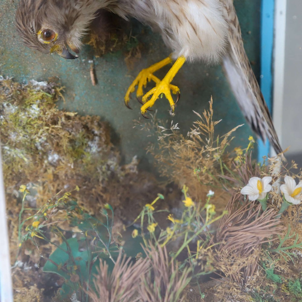 A glazed rectangular black frame enclosing a taxidermy kestrel in a landing posture above naturalistic ground vegetation with a painted blue sky backdrop. View VIII