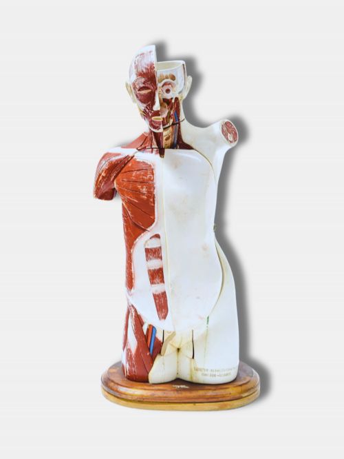C 1925 DENOYERGEPPERT CO CHICAGO ANATOMICAL MODEL AMERICAN