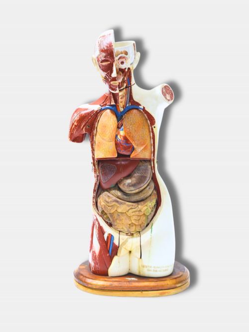 C 1925 DENOYERGEPPERT CO CHICAGO ANATOMICAL MODEL AMERICAN - ADDITIONAL PHOTO 1