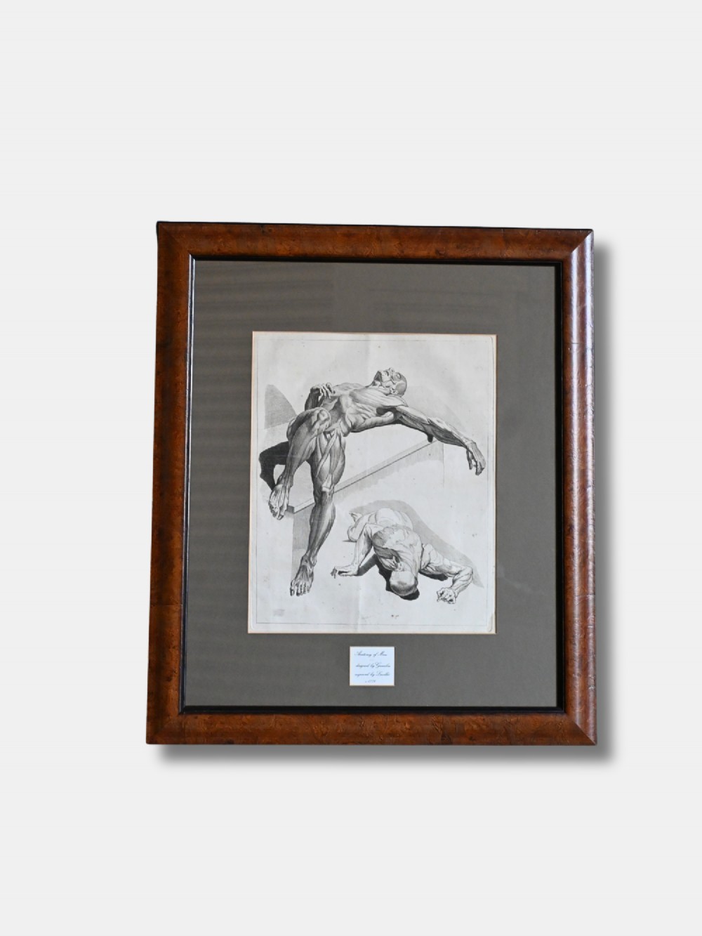 An 18th-century monochrome anatomical illustration depicting two muscular human figures, mounted and framed in polished dark wood.