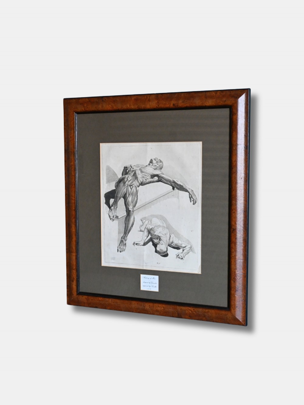 An 18th-century monochrome anatomical illustration depicting two muscular human figures, mounted and framed in polished dark wood. View II