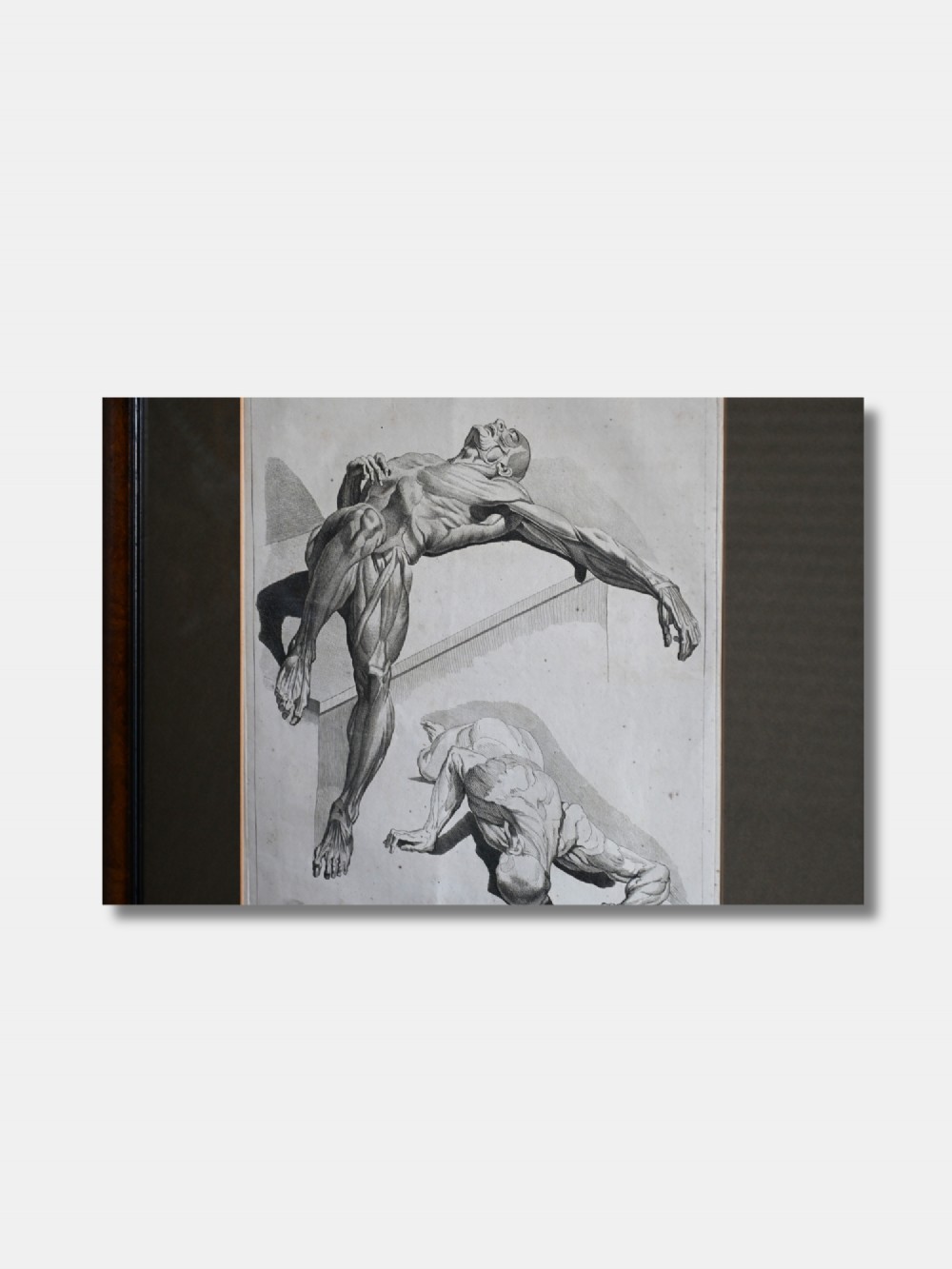 An 18th-century monochrome anatomical illustration depicting two muscular human figures, mounted and framed in polished dark wood. View III