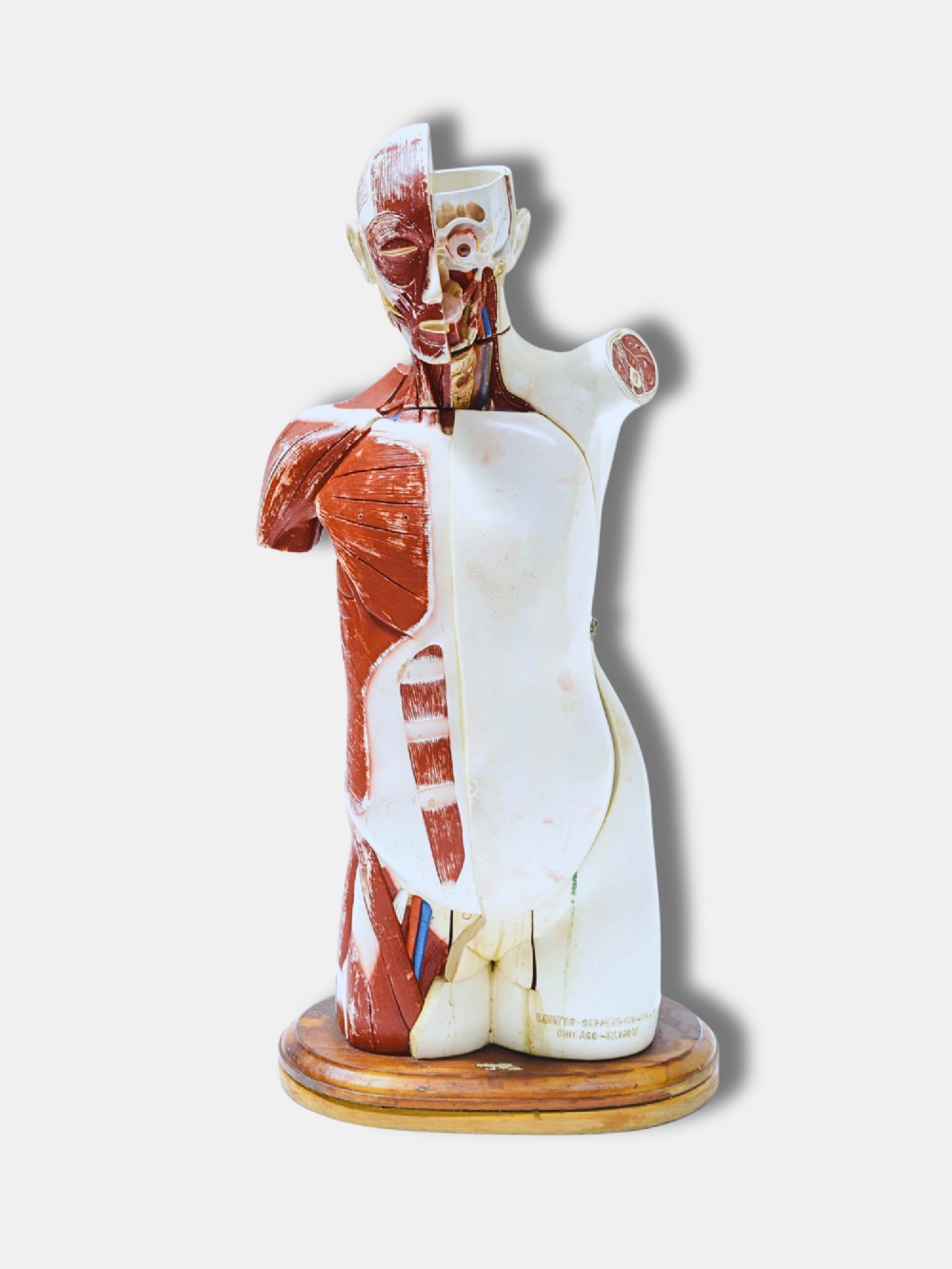 A vintage painted plaster anatomical torso model showing detailed musculature mounted on a polished oval wooden base.