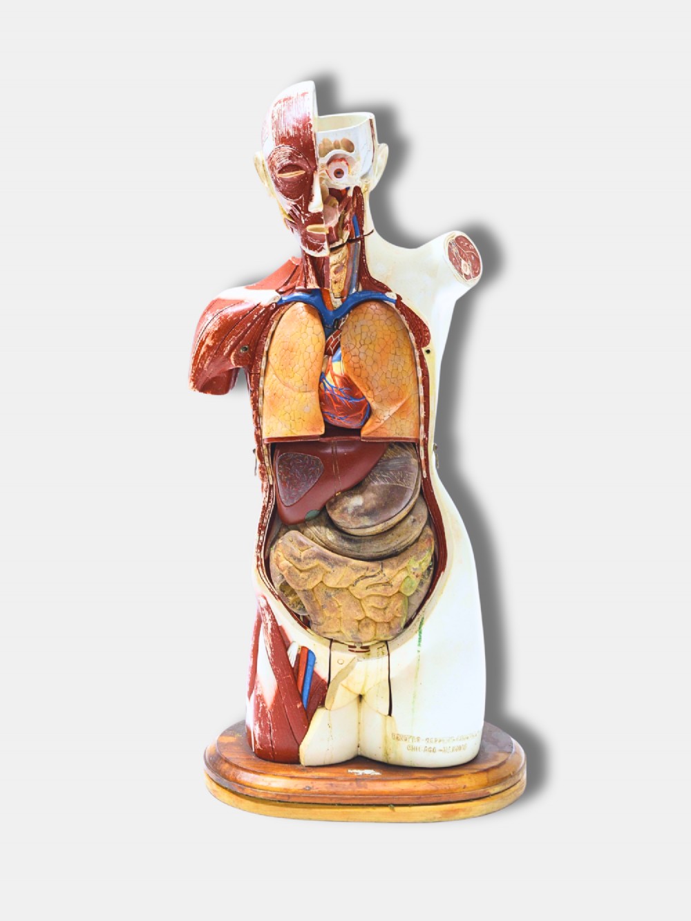A vintage painted plaster anatomical torso model showing detailed musculature mounted on a polished oval wooden base. View II