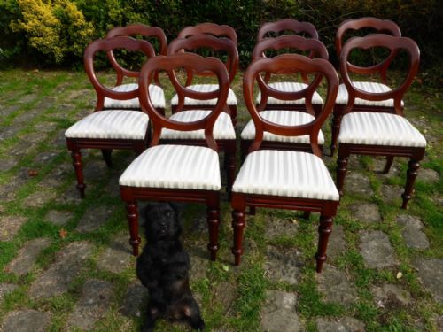 Good Set of 10 Victorian Mahogany Balloon Back Dining Chairs