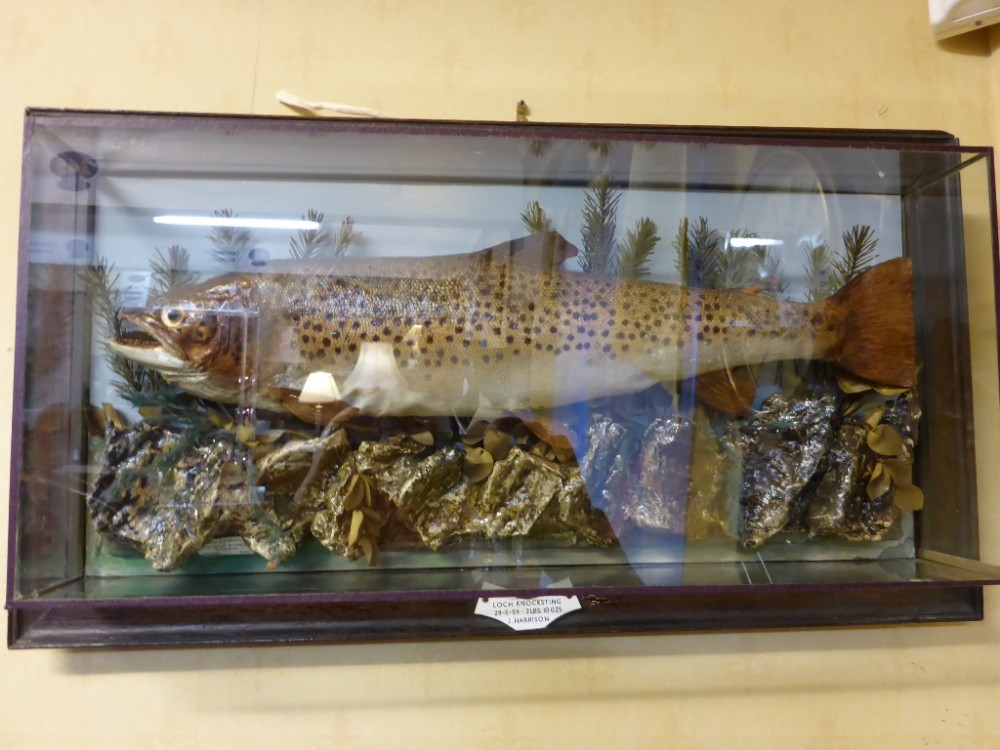 Brown Trout in Case by Salkeld and Child Taxidermy