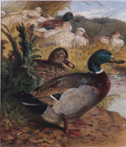 Harrison William Weir. "Ducks by a Pond". Watercolour.