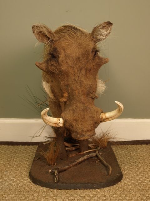 20th C Taxidermy Warthog