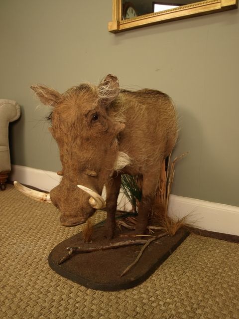 fig 1. 20th C Taxidermy Warthog
