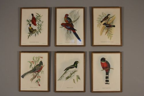 Fabulous Set of Ornithological Lithographs of Tropical Birds / Pictures