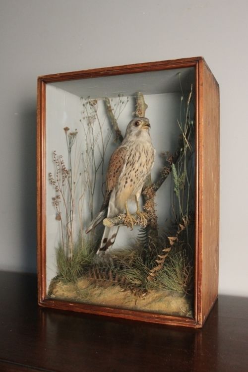 Taxidermy Cased Kestrel by Cole of Norwich