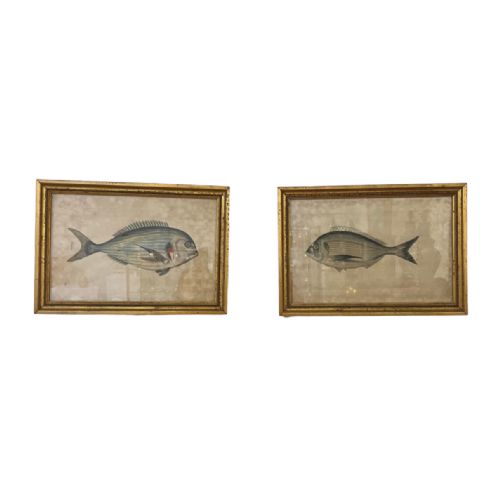 pair of 18th century fish engravings - CATEGORY: ANTIQUE ART - DATED 18TH CENTURY