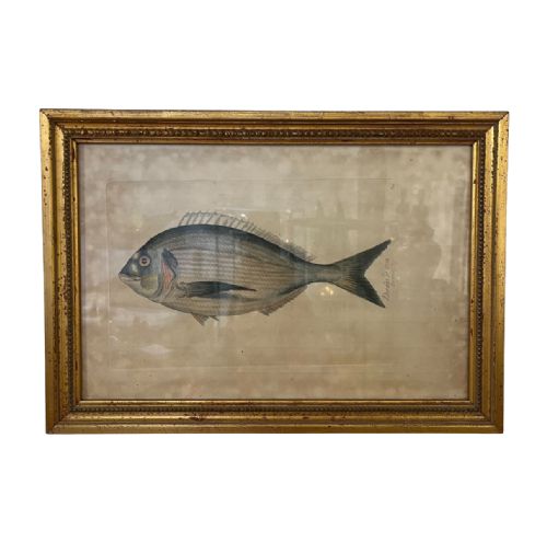PAIR OF 18TH CENTURY FISH ENGRAVINGS - ADDITIONAL PHOTO 1