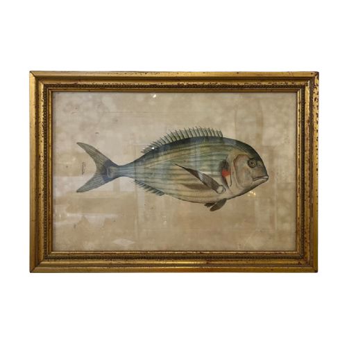 PAIR OF 18TH CENTURY FISH ENGRAVINGS - ADDITIONAL PHOTO 2