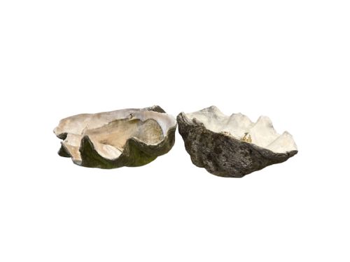 two giant antique clam shells - CATEGORY: ANTIQUE MISCELLANEOUS - DATED 1900