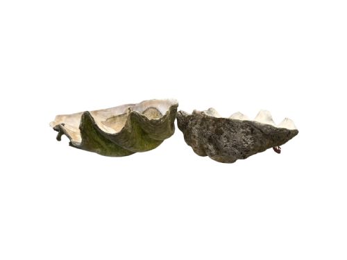 TWO GIANT ANTIQUE CLAM SHELLS - ADDITIONAL PHOTO 1