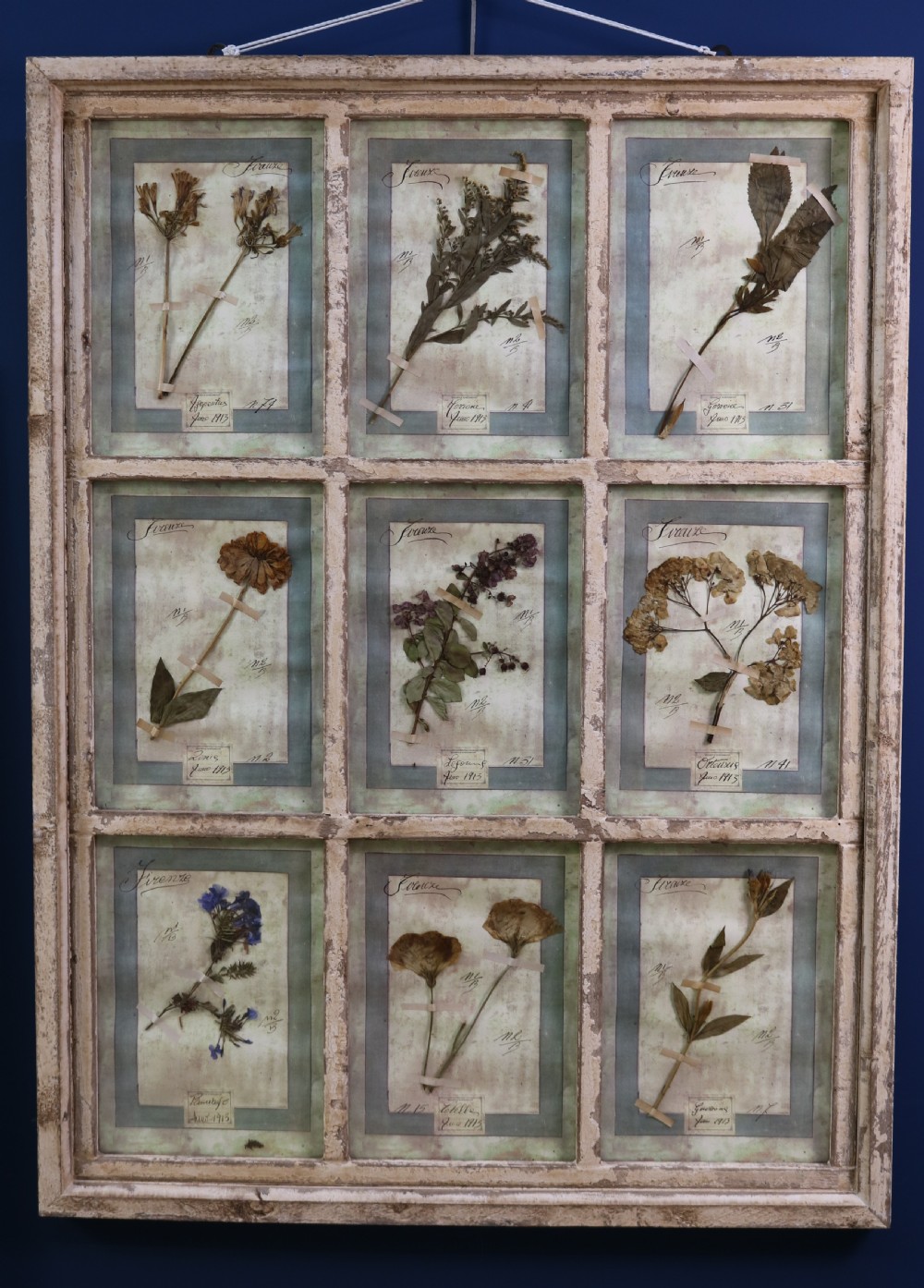 A pair of multi-pane glazed wooden frames containing arranged pressed flower specimens with handwritten labels. View VII