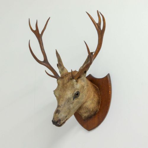 late victorian mounted stags head - CATEGORY: ANTIQUE MISCELLANEOUS - DATED VICTORIAN
