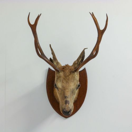 LATE VICTORIAN MOUNTED STAGS HEAD - ADDITIONAL PHOTO 1