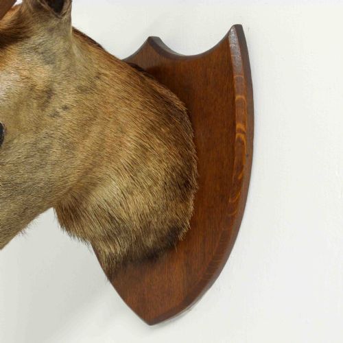 LATE VICTORIAN MOUNTED STAGS HEAD - ADDITIONAL PHOTO 2